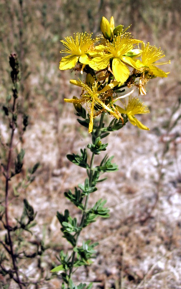 Hypericum perforatum / Erba di San Giovanni